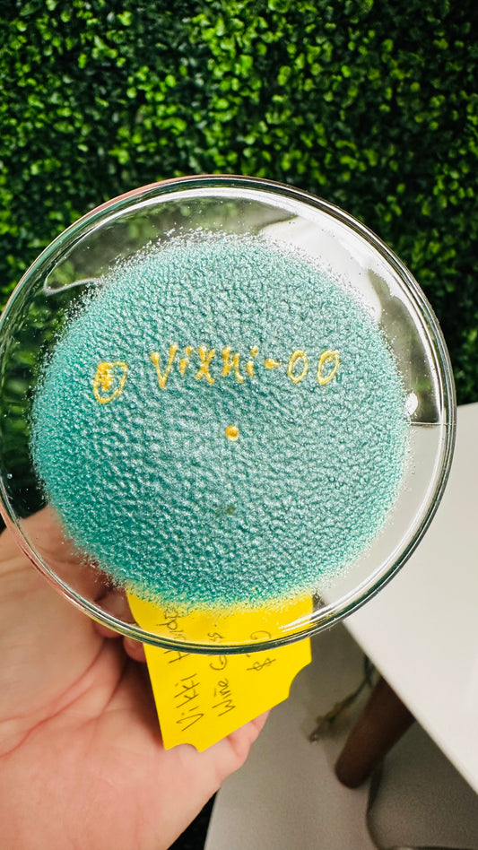 Hand-painted Wine Glass by Vikki Smith